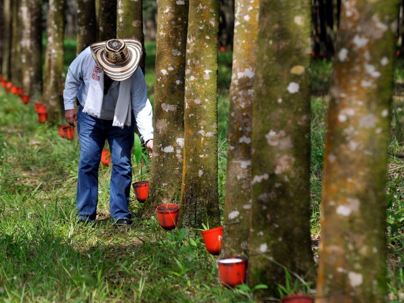 La ventaja de las plantas de látex