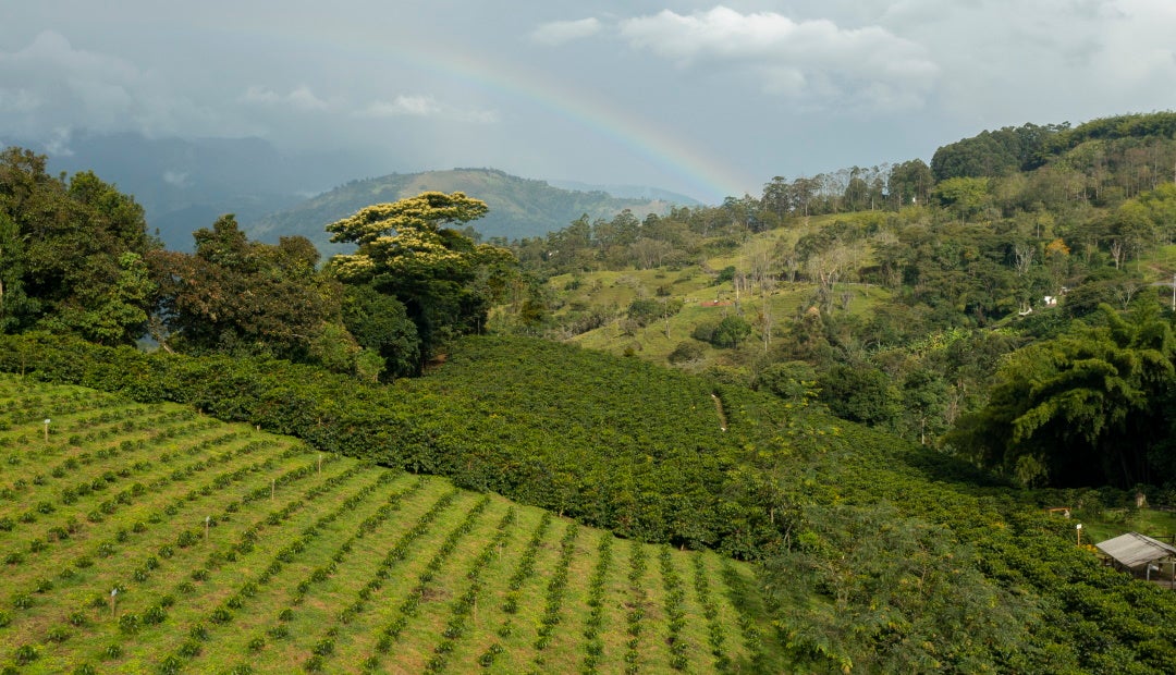 Recomendaciones Para El Cultivo Del Café | Agronegocios.co