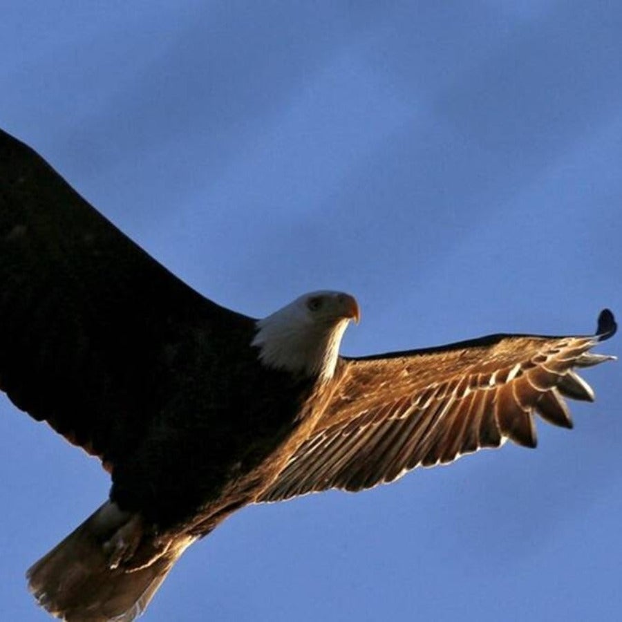 El águila calva fue captada en incubación de huevos a pesar de su crisis de  extinción