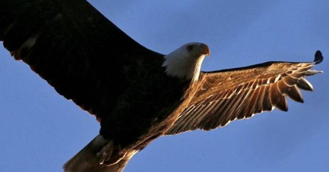 El águila calva fue captada en incubación de huevos a pesar de su crisis de  extinción