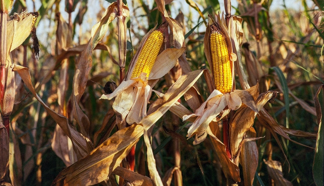 Óptimo desarrollo del maíz trae alivio a los productores tras temporada de  sequía