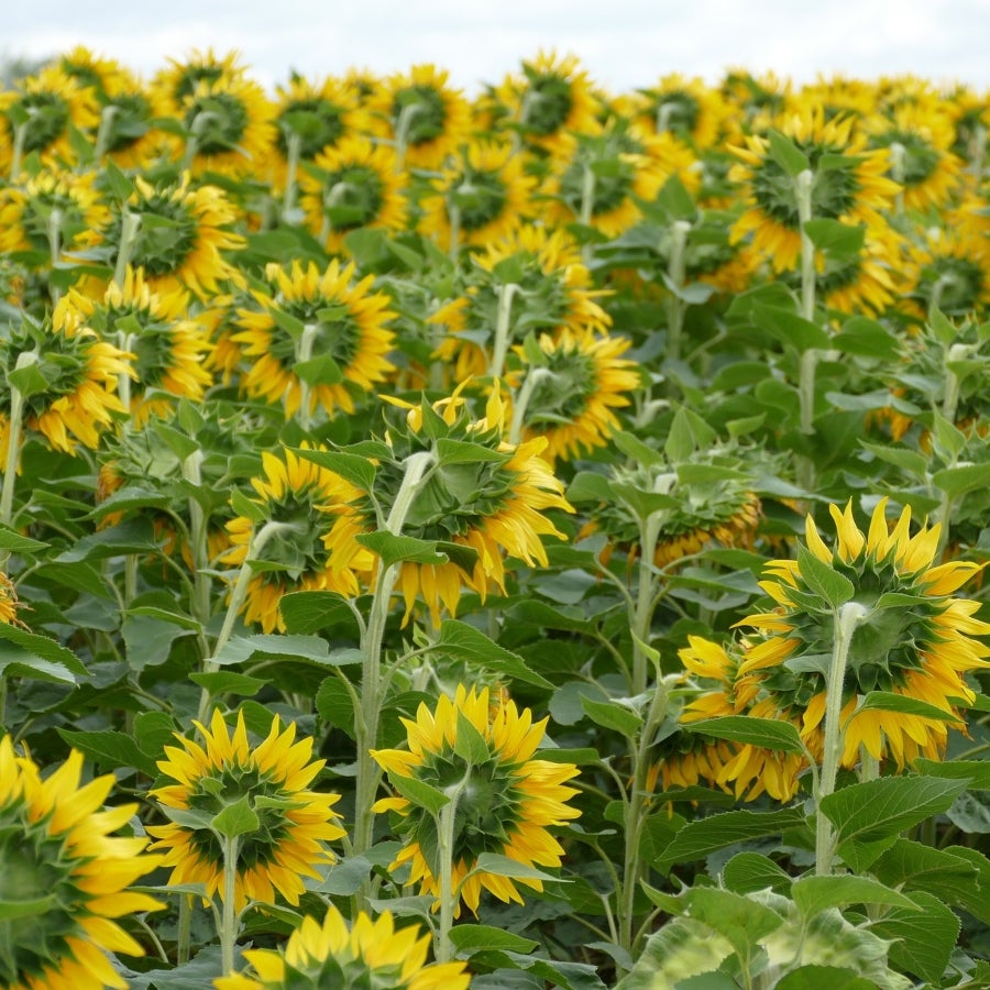 En estas vacaciones regresa la Ruta del Girasol para tomarse selfis en el  Atlántico