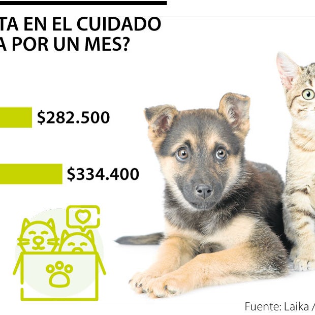 son los gatos más fáciles de cuidar que los perros