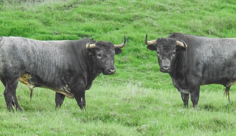 BRAVURA TOROS_UNAL (1)