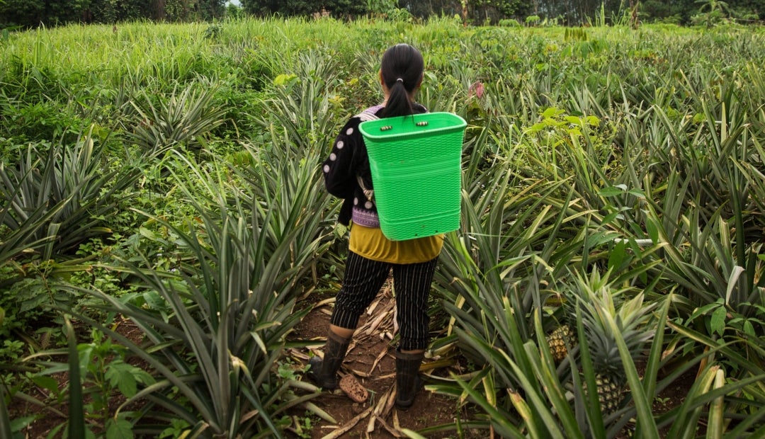 Finagro put $2.66 billion on the table in agricultural credit for rural women