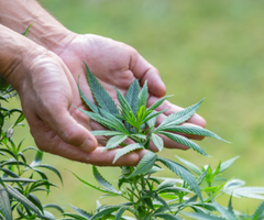 Variedad_Cannabis - web