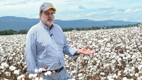 Industria de algodón proyecta para 2025 superar la producción de 14.400  toneladas