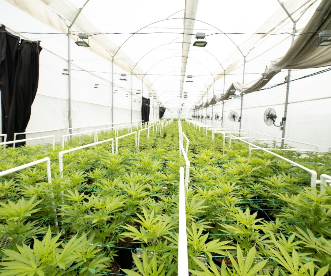 Cannabian Pharma - Cultivos Canabis