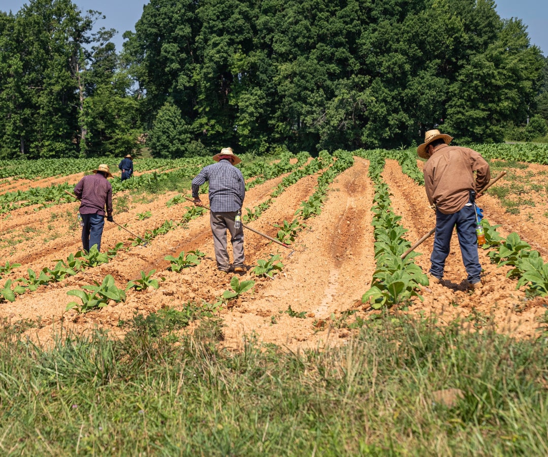 Agricultores - BloomsPal
