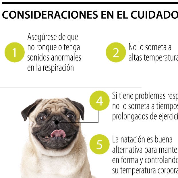 que se le puede dar a los perros para problemas respiratorios