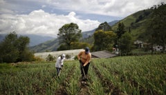 Bancóldex sigue impulsado el desarrollo de empresas rurales- Colprensa