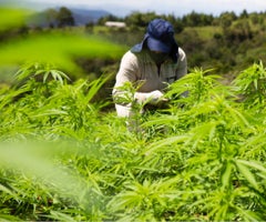 Cultivo de cannabis-Colprensa