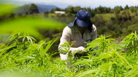Cultivo de cannabis- Colprensa