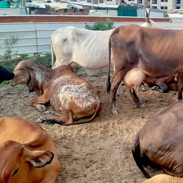 Piojos en bovinos: causas, detección, tratamiento y control - Club ganadero