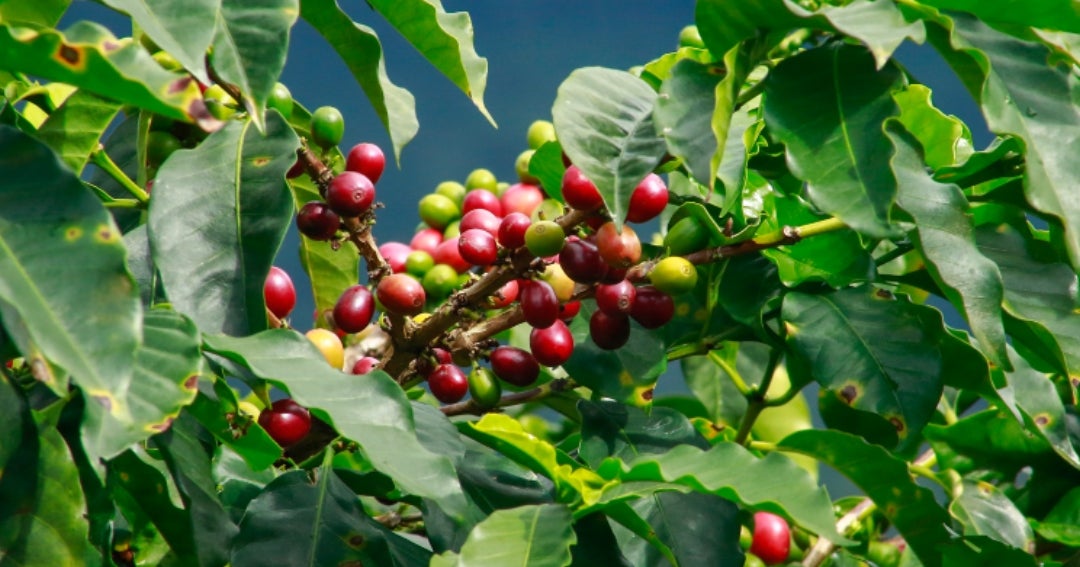 Frutales y cafÃ©, entre los cultivos afectados por mal tiempo los Ãºltimos meses - La RepÃºblica