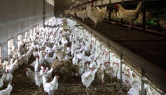 Sector avícola- Reuters