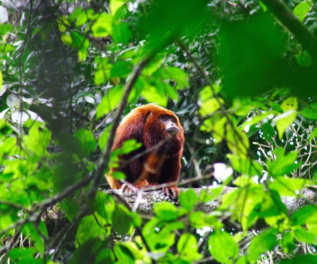 Mono aullador-Colprensa