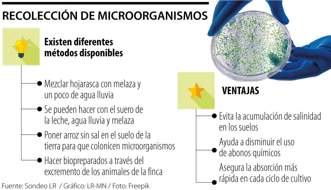 Aprenda a capturar microorganismos benéficos para ser usados en la tierra  de su finca