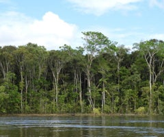 Selva Amazónica- Colprensa