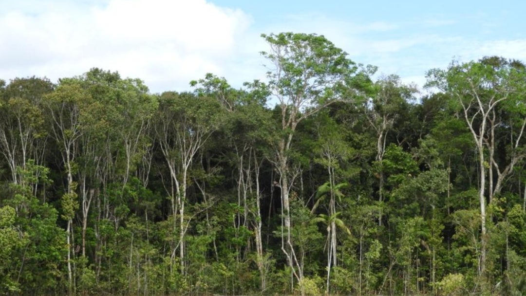 Selva Amazónica-Colprensa