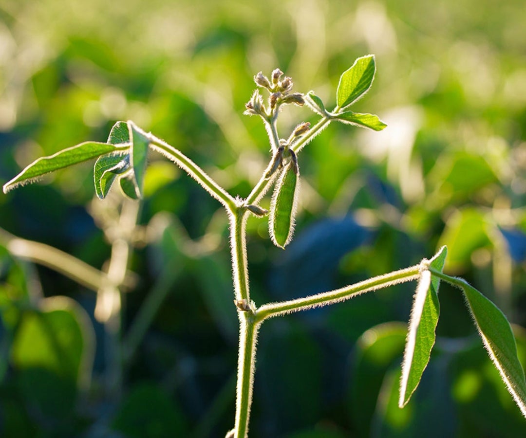Planta de soya