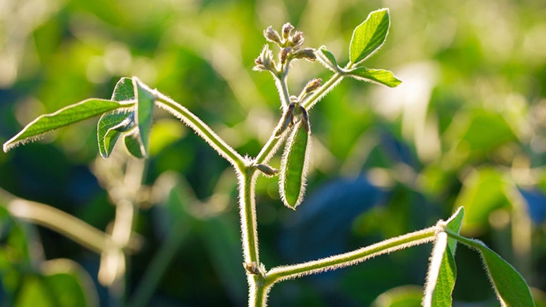 Planta de soya