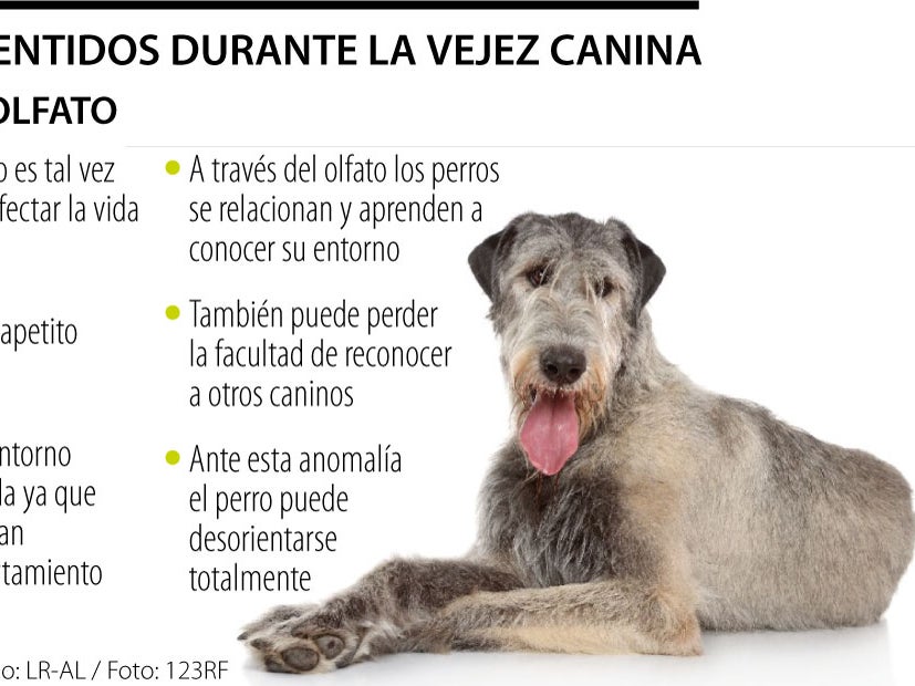 los perros se relacionan con otros perros