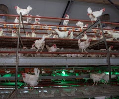 Influenza aviar- Reuters