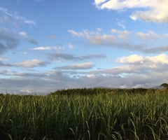 Caña de azúcar-Colprensa Caña de azúcar-Colprensa