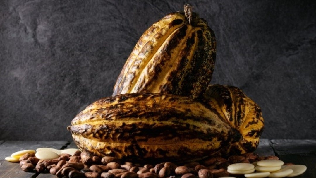Cacao-Colprensa