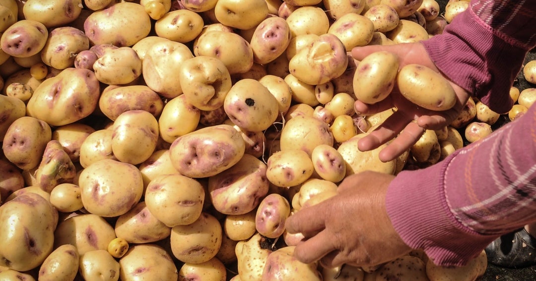 Identificaron ocho virus de cultivos de papa diacol capiro y criolla en ...