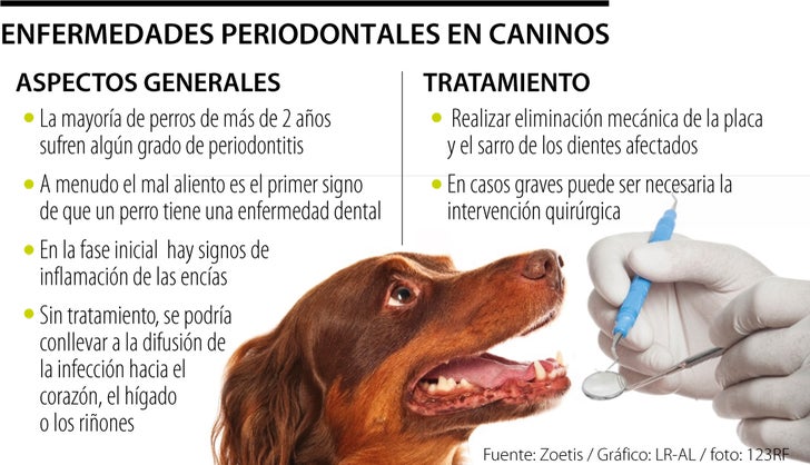qué causa la gingivitis del perro