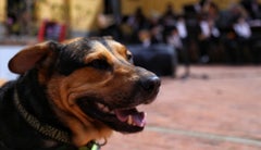 Perro-Colprensa Perro-Colprensa