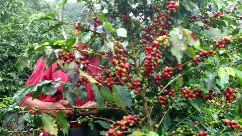 Cultivo de café-Colprensa