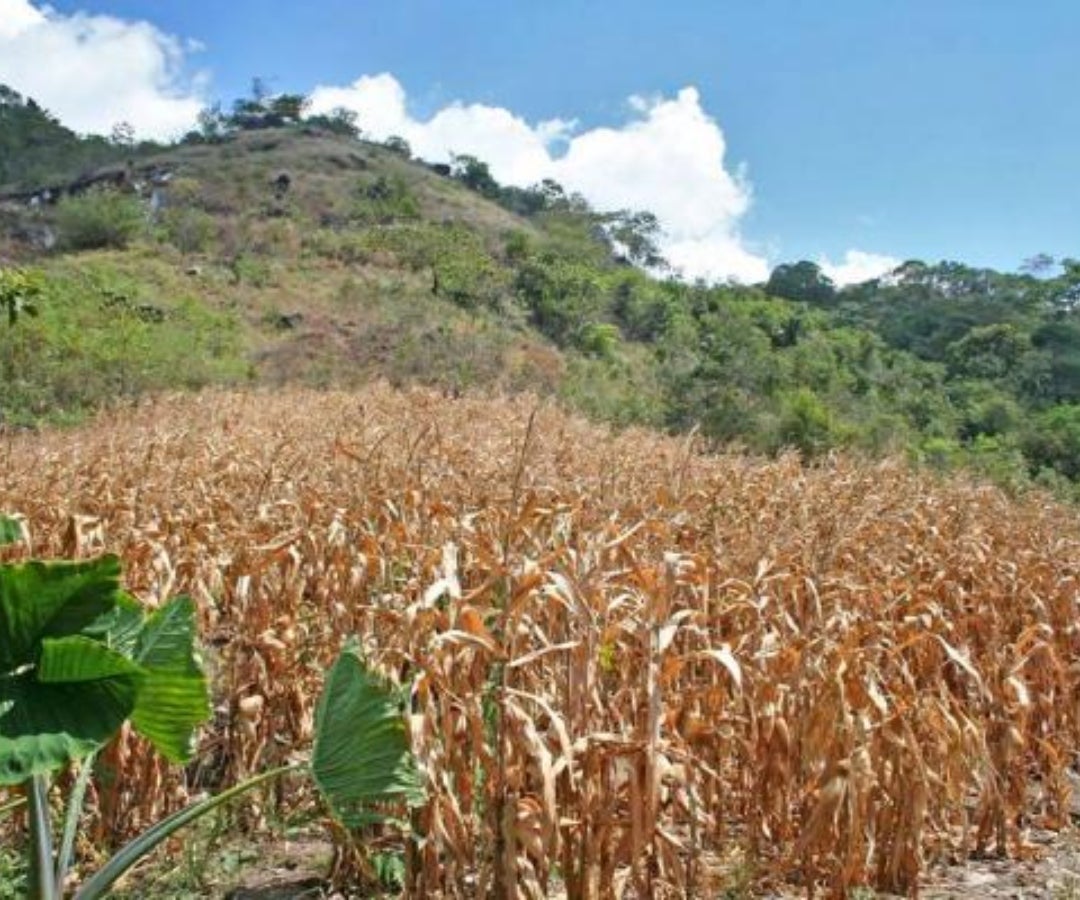 Cultivo de maíz -Colprensa
