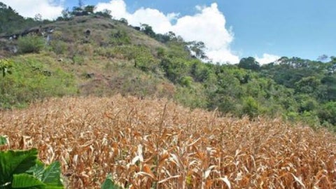 Cultivo de maíz -Colprensa