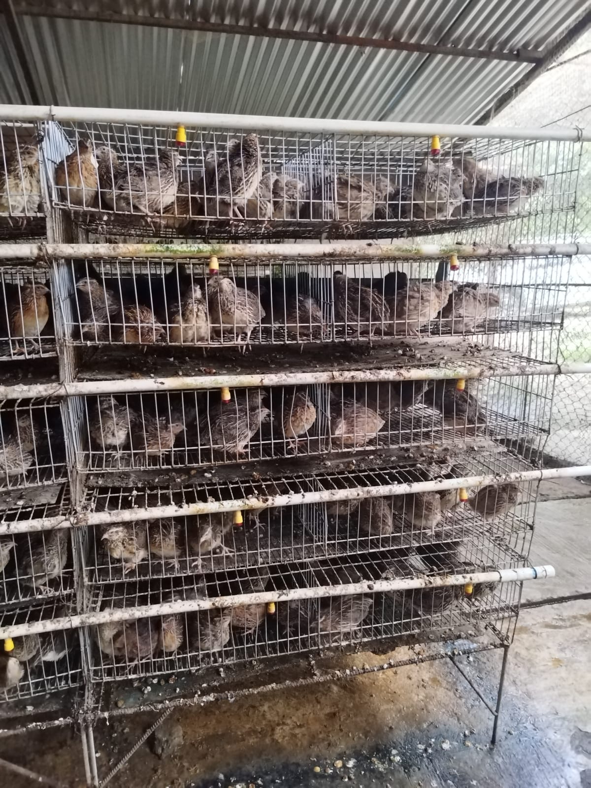 Salvación Intolerable Dato Para empezar en el negocio de huevos de codorniz con 200 aves requiere de  $2 millones