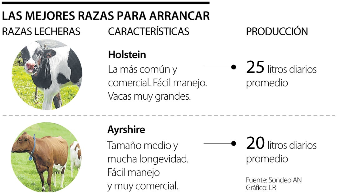 Holstein, brahman y simmental, las mejores razas para iniciar en