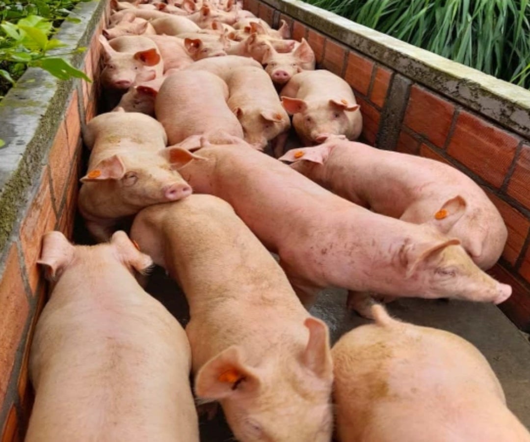 Consumo de carne de cerdo en Ecuador
