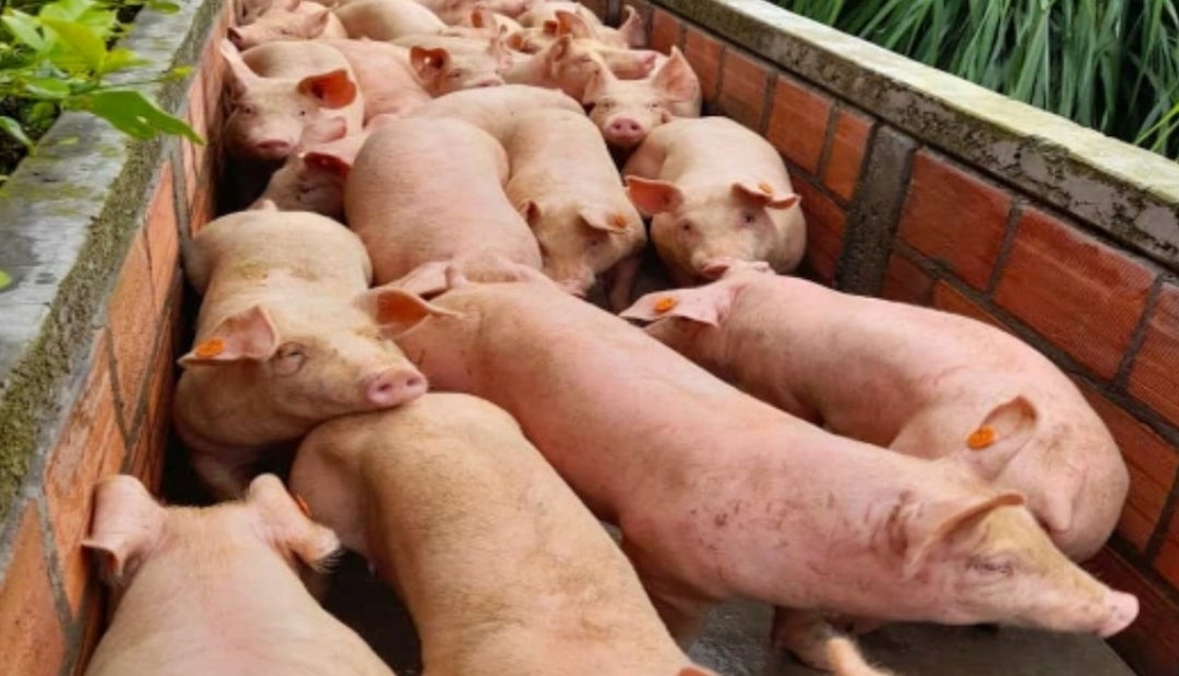 Pietrain, duroc y landrace, algunas razas para entrar en el negocio de la  porcicultura