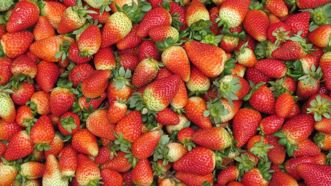 Producción de fresas orgánicas