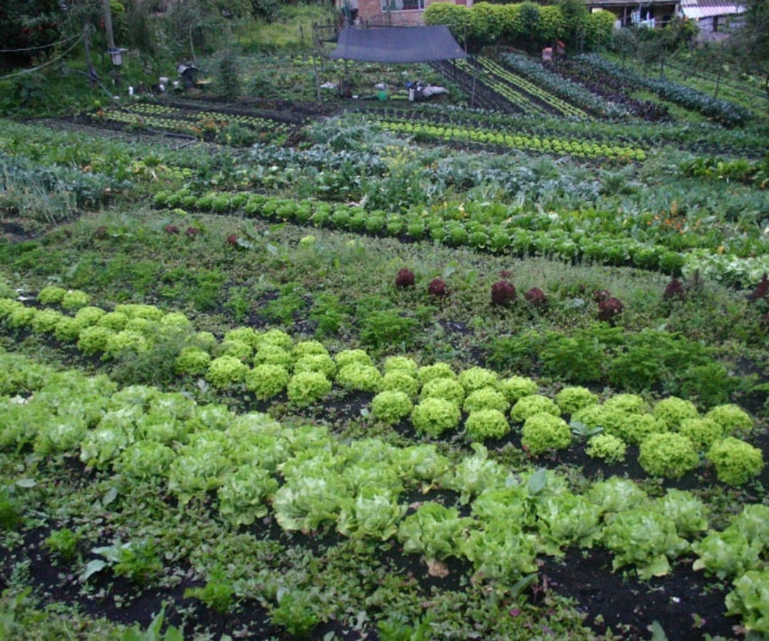Huerta de La Canasta- La Canasta