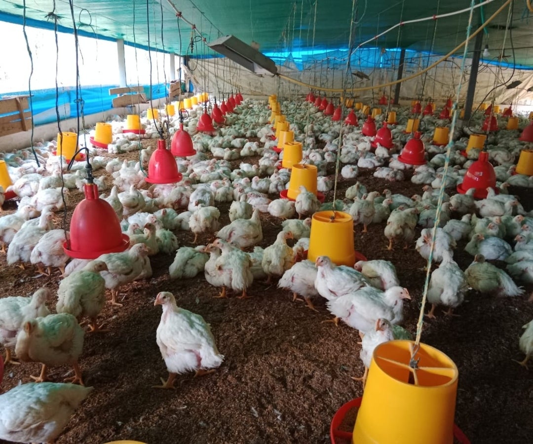 Pollo al Día, empresa avícola de Nariño