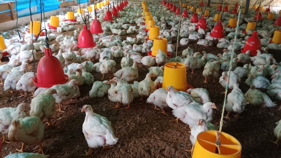 Pollo al Día, empresa avícola de Nariño