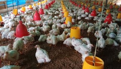 Pollo al Día, empresa avícola de Nariño