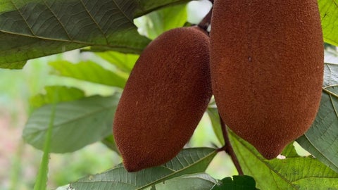 Copoazú fruto nativo de la Amazonia colombiana