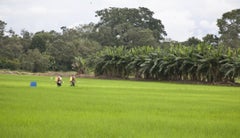 Cultivo de arroz- Colprensa