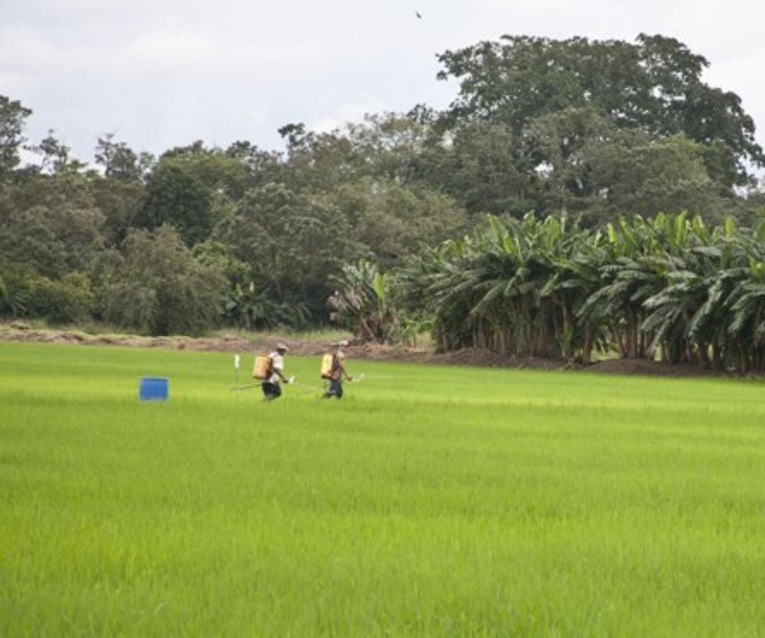 Cultivo de arroz- Colprensa