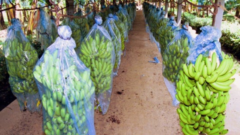 Cultivo bananero