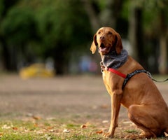 Estos son los aspectos a tener en cuenta sobre el ingreso de su mascota en la propiedad horizontal